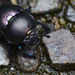 Trypocopris pyrenaeus - Photo (c) Joshua Huster, todos os direitos reservados, enviado por Joshua Huster