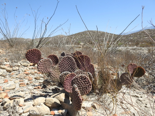 Bunny Ears Cactus