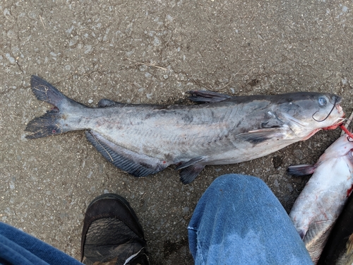 Blue Catfish