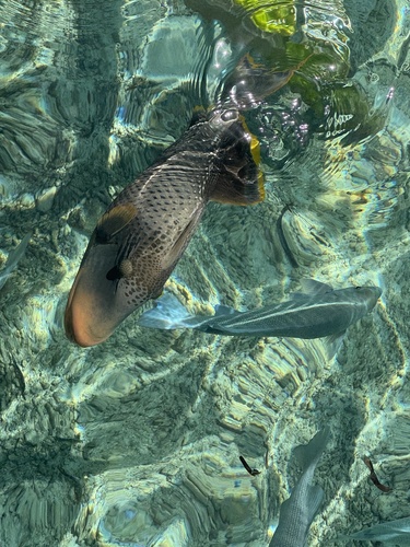 Yellowmargin Triggerfish — seen at this dive site
