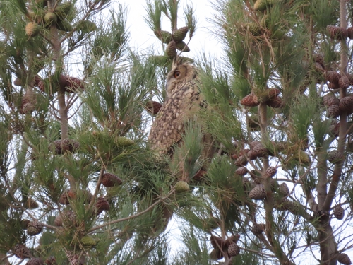 Eurasian Eagle-Owl
