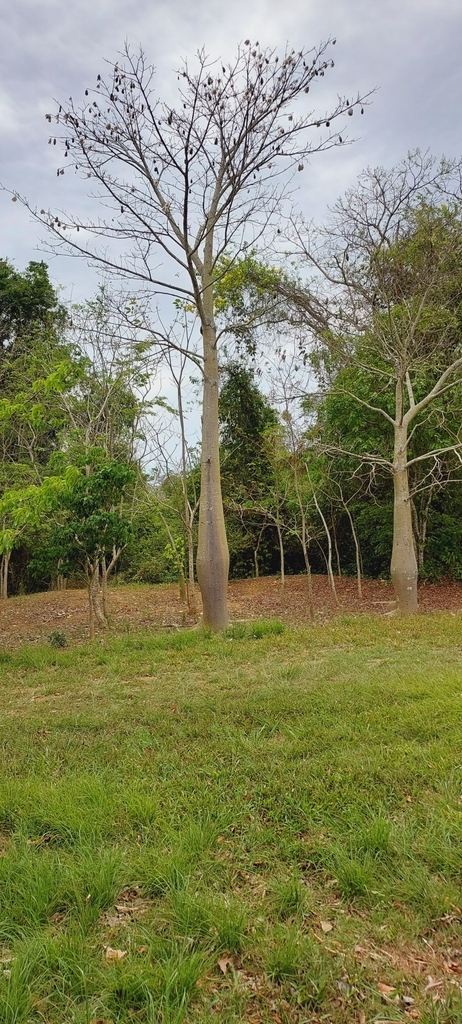 Bottle tree