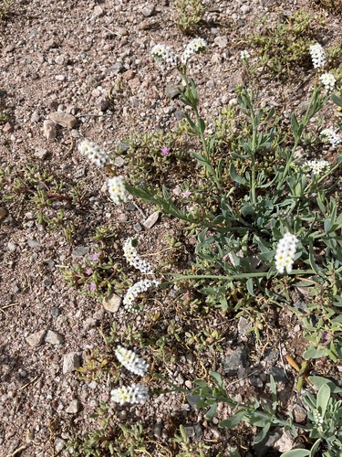 alkali heliotrope