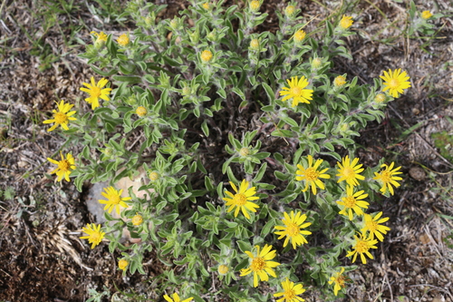 Heterotheca villosa