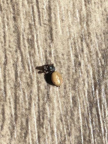 Messua limbata