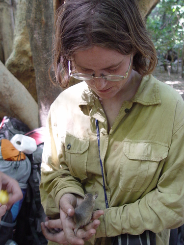 Phillip's Gerbil (Gerbilliscus phillipsi) — Least Concern Mammalia
