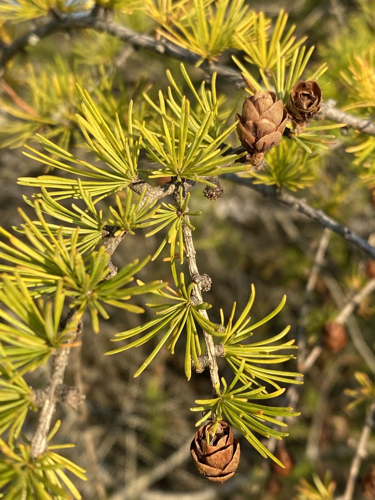 tamarack from Moran MI US on October 10 2024 at 05:48 PM by Colin
