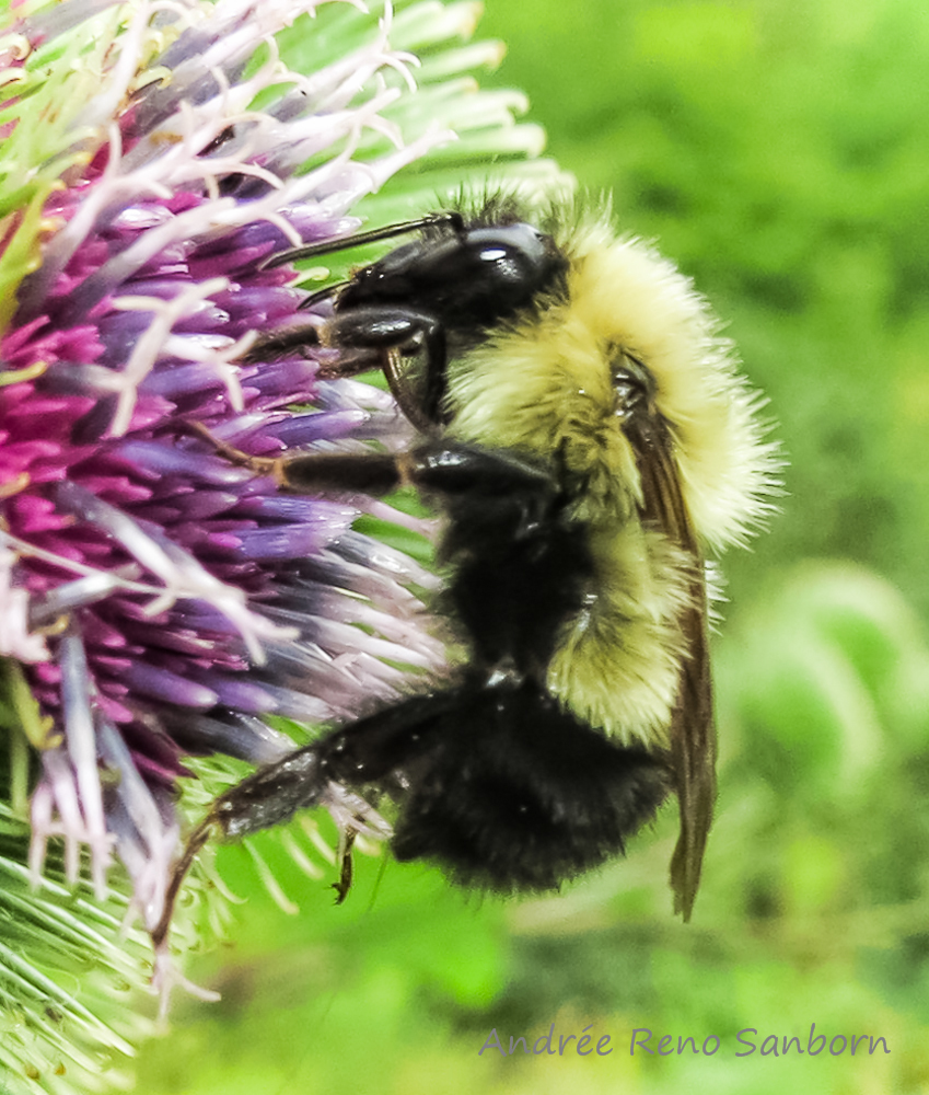 Half-black Bumblebee