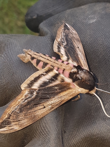 Privet Hawkmoth