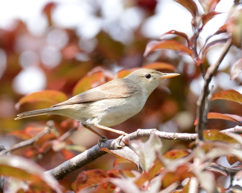 Eastern Olivaceous Warbler