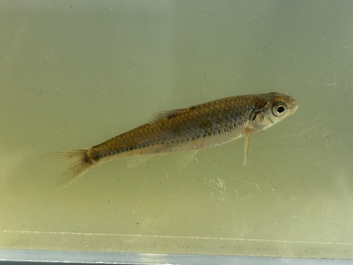 Plains Sand Shiner
