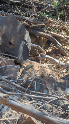 Eastern Brown Snake sighting