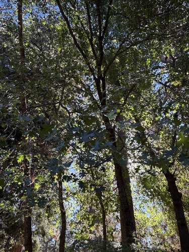 iNaturalist observation photo of California black oak