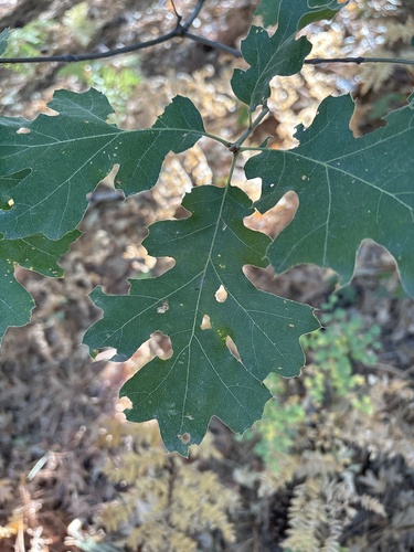 iNaturalist observation photo of oaks