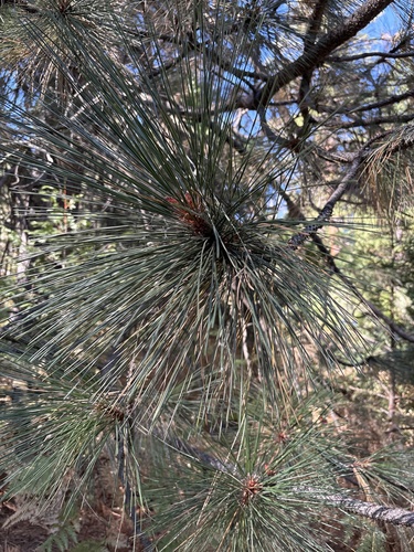 iNaturalist observation photo of pines