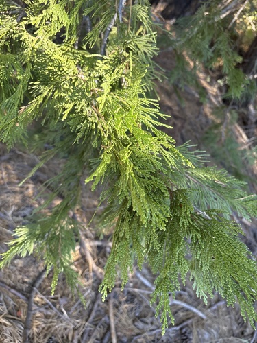 iNaturalist observation photo of California incense-cedar