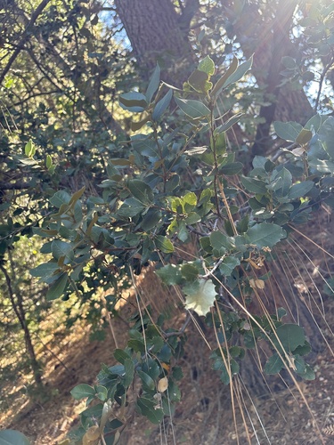 iNaturalist observation photo of canyon live oak