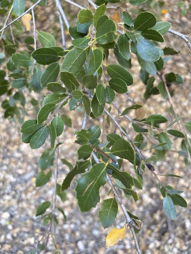 iNaturalist observation photo of oaks