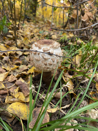 Shaggy Parasol