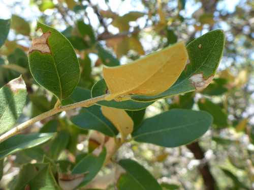 canyon live oak