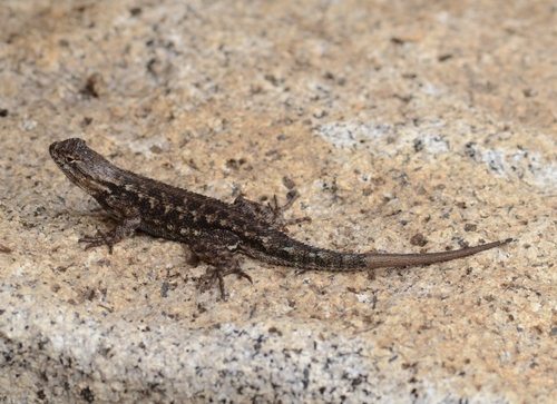 iNaturalist observation photo of Western Fence Lizard