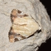 Pseudeustrotia semialba - Photo (c) Roger C. Kendrick, todos os direitos reservados, uploaded by Roger C. Kendrick