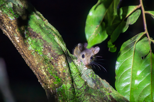 MacConnell's rice rat (Euryoryzomys macconnelli) — Least Concern Mammalia