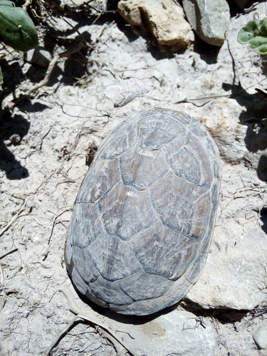 Chihuahuan Mud Turtle