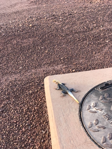Peters's Rock Agama