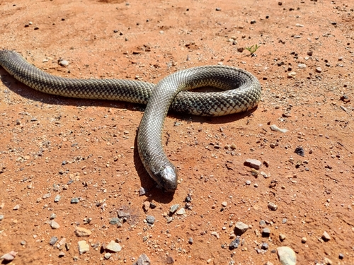 Mulga Snake sighting