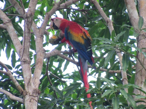 Scarlet Macaw