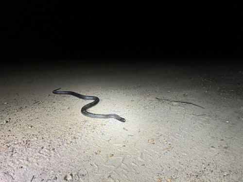 Blue-bellied Black Snake sighting
