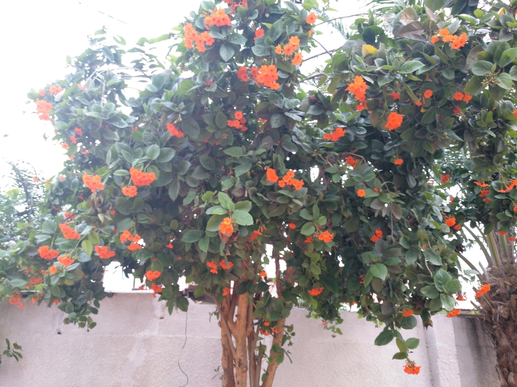 Anacahuite (Cordia sebestena) · NaturaLista Colombia