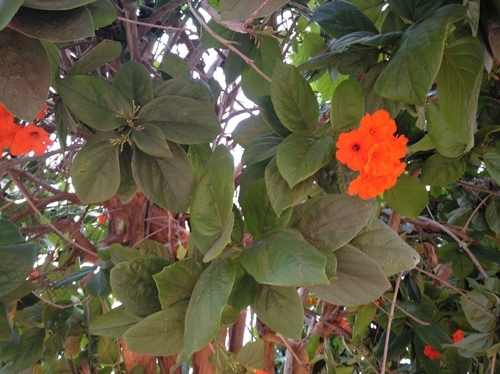 Scarlet Cordia