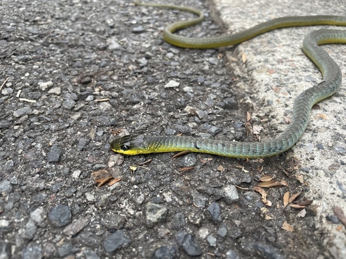 Common Tree Snake sighting