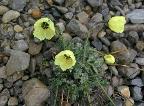 Arctic Poppy