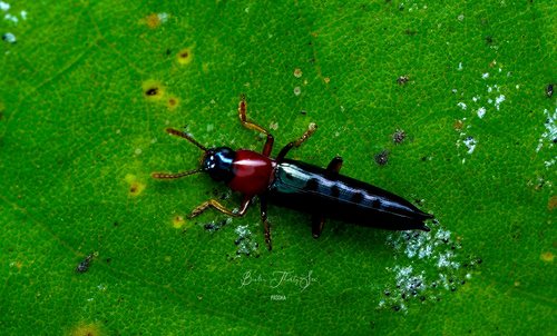 Paederolanguria klapperichi · iNaturalist