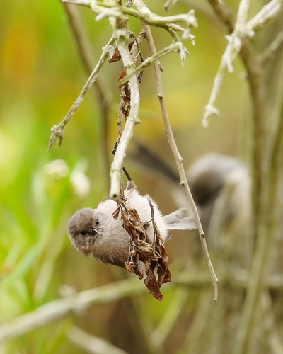 iNaturalist observation photo of Bushtit