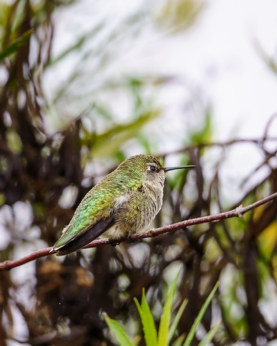 iNaturalist observation photo of Anna's Hummingbird