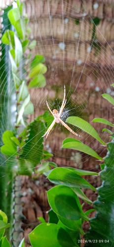 Silver Garden Orbweaver