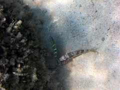 Striped Red Mullet