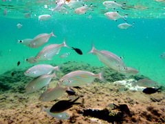 Salema porgy