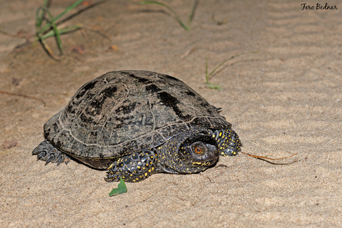 Emys orbicularis