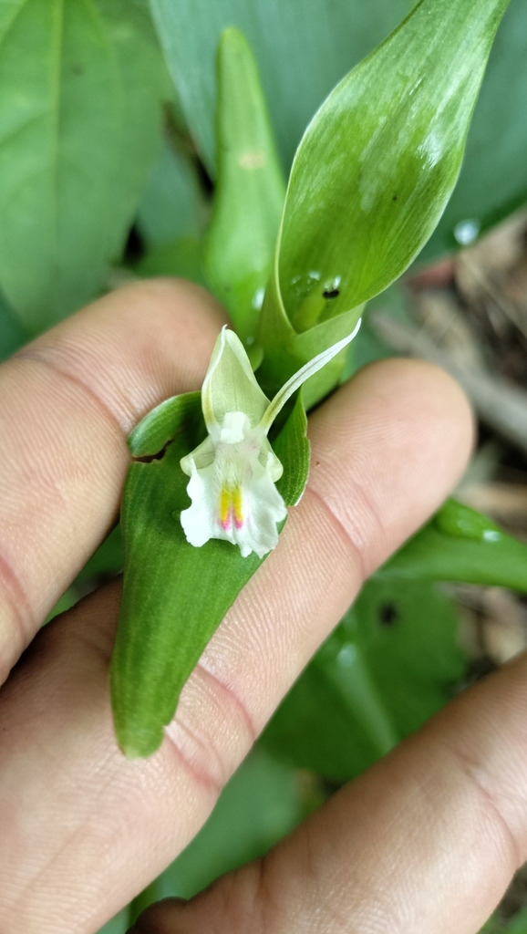 Curcuma harmandii