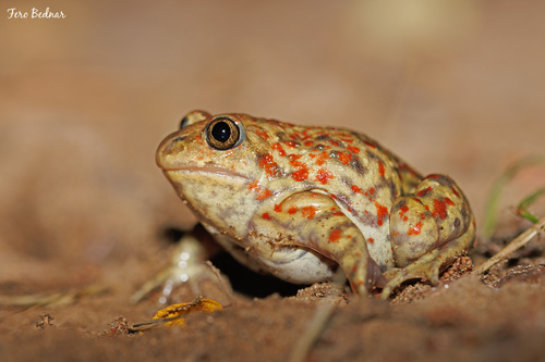 Pelobates fuscus