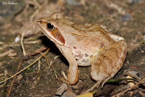 Rana dalmatina