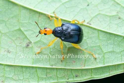 Tomapoderus melli · iNaturalist