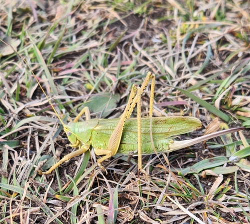 kobylka znášadlová (Tettigonia caudata)