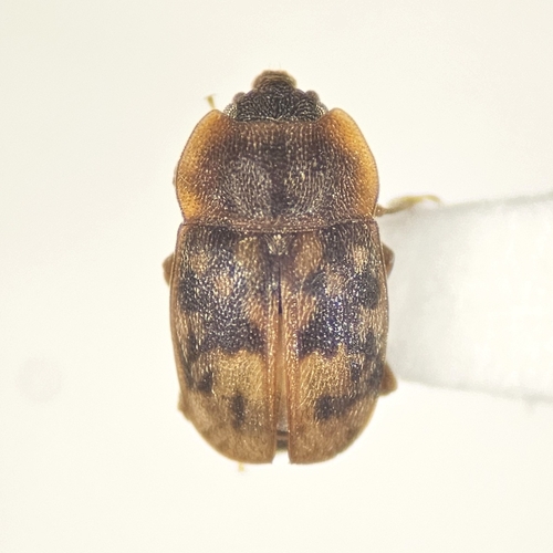 Northern Sap Beetle