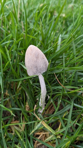 Coprinopsis pseudonivea